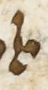Ligature - #10658