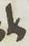 Ligature - #10815