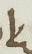 Ligature - #11313