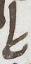 Ligature - #11750