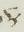Ligature - #13039
