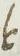 Ligature - #14213