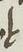 Ligature - #14803