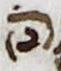 Ligature - #16889