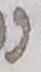 Letter - #17091