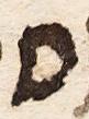 Letter - #17852
