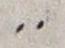 Punctuation - #17933
