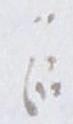 Divine Symbol - #18051
