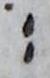 Punctuation - #19548