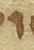 Letter - #21468