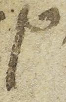 Ligature - #22037