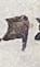 Letter - #23729
