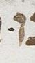 Vowel/Diacritic - #24572