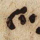 Divine Symbol - #25193