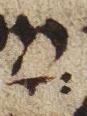 Vowel/Diacritic - #25256