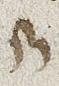 Ligature - #25779