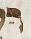 Vowel/Diacritic - #25824