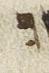 Vowel/Diacritic - #25904
