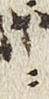 Vowel/Diacritic - #25905