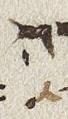 Vowel/Diacritic - #25911