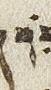 Vowel/Diacritic - #25914
