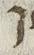 Letter - #26207