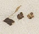 Divine Symbol - #26283