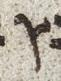 Letter - #26490