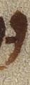 Vowel/Diacritic - #28234