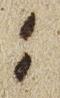 Vowel/Diacritic - #28236