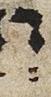 Vowel/Diacritic - #28351
