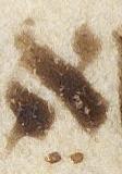 Vowel/Diacritic - #28667