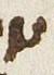 Ligature - #29802