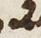 Ligature - #29803