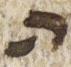 Letter - #31298