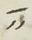 Divine Symbol - #32552