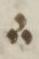 Divine Symbol - #32561