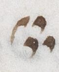 Divine Symbol - #32629