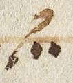 Divine Symbol - #32709