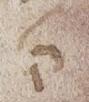 Divine Symbol - #32727