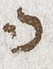Letter - #33726