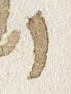 Letter - #33977