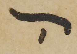 Justification - #36524