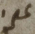 Ligature-Connected - #41548