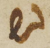 Ligature-Connected - #41868