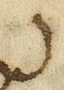 Letter - #51736