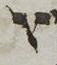 Letter - #53154