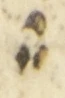 Divine Symbol - #54005