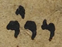 Divine Symbol - #55006