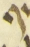 Letter - #55931